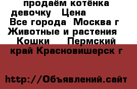 продаём котёнка девочку › Цена ­ 6 500 - Все города, Москва г. Животные и растения » Кошки   . Пермский край,Красновишерск г.